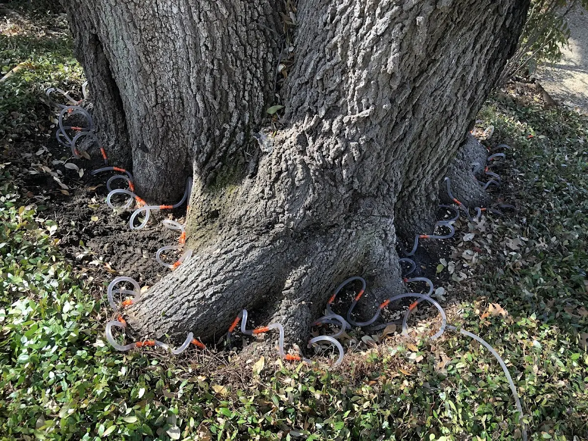 Detailed Tree Cabling and Bracing job site in Mendota