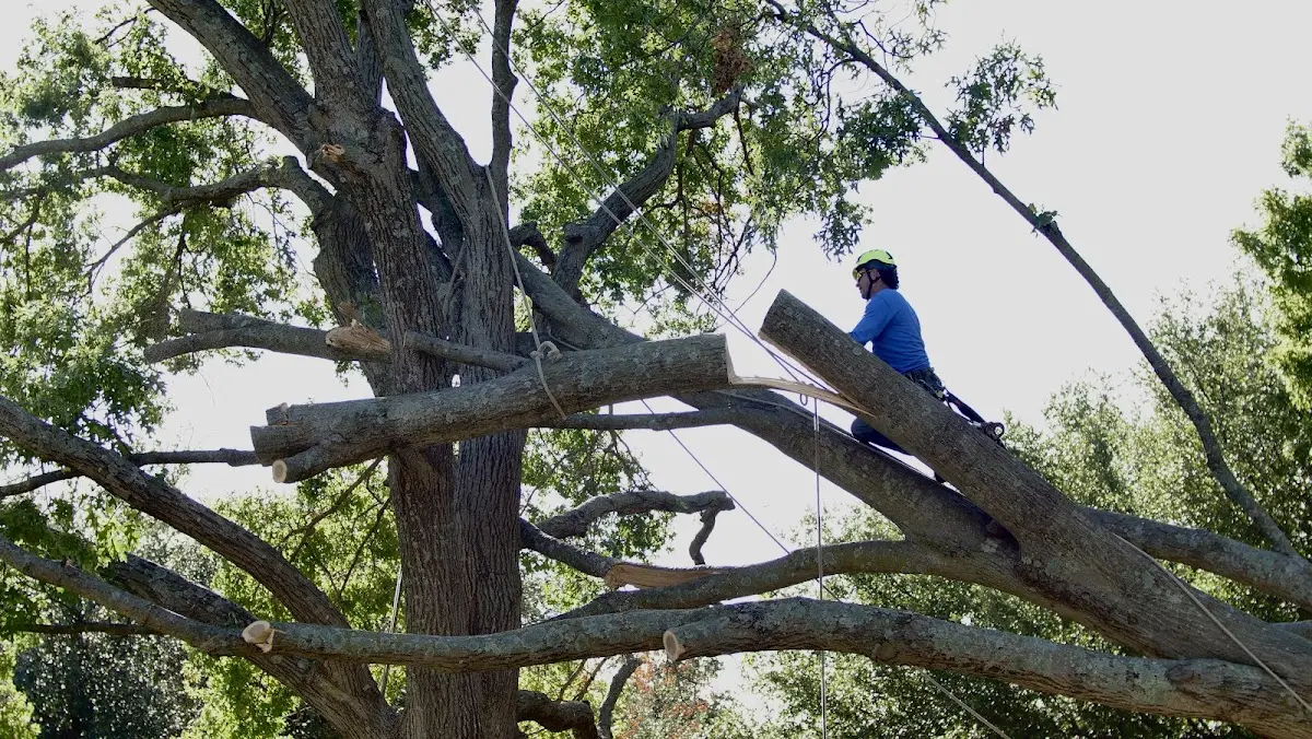 Professional Crown Thinning performed by certified arborists in Mendota